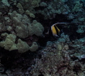   Moorish Idol. Big Island Hawaii. Idol Hawaii  